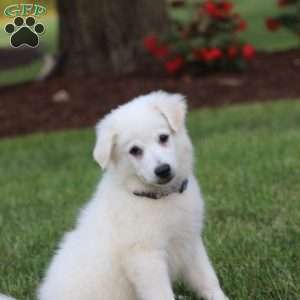 Toby, American Eskimo Puppy